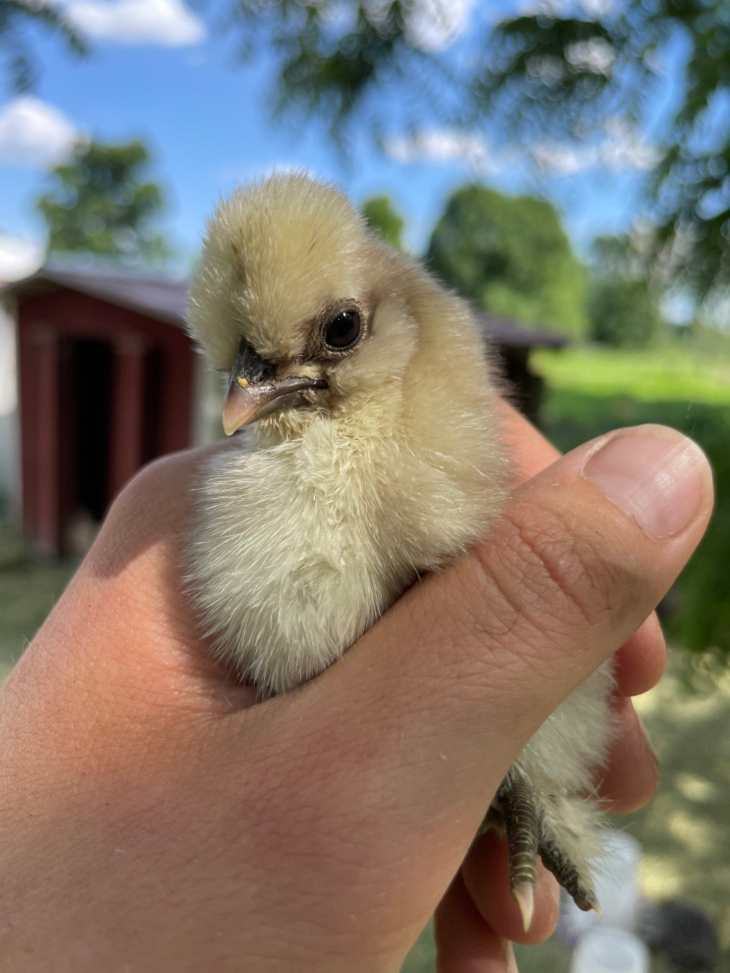 Silkie Hatching Eggs Half Dozen| Easter Egger Silkies | Frizzle Silkies | Satin Silkies