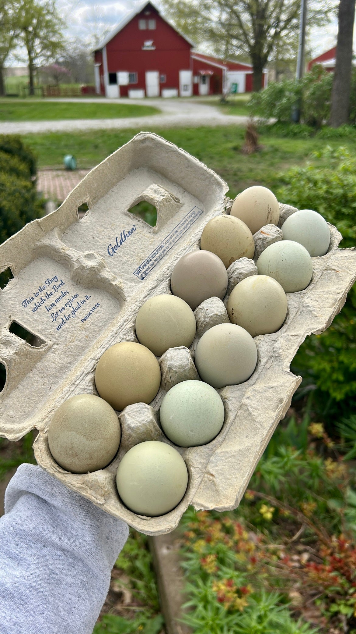 One Dozen Rainbow Fertilized Hatching Eggs