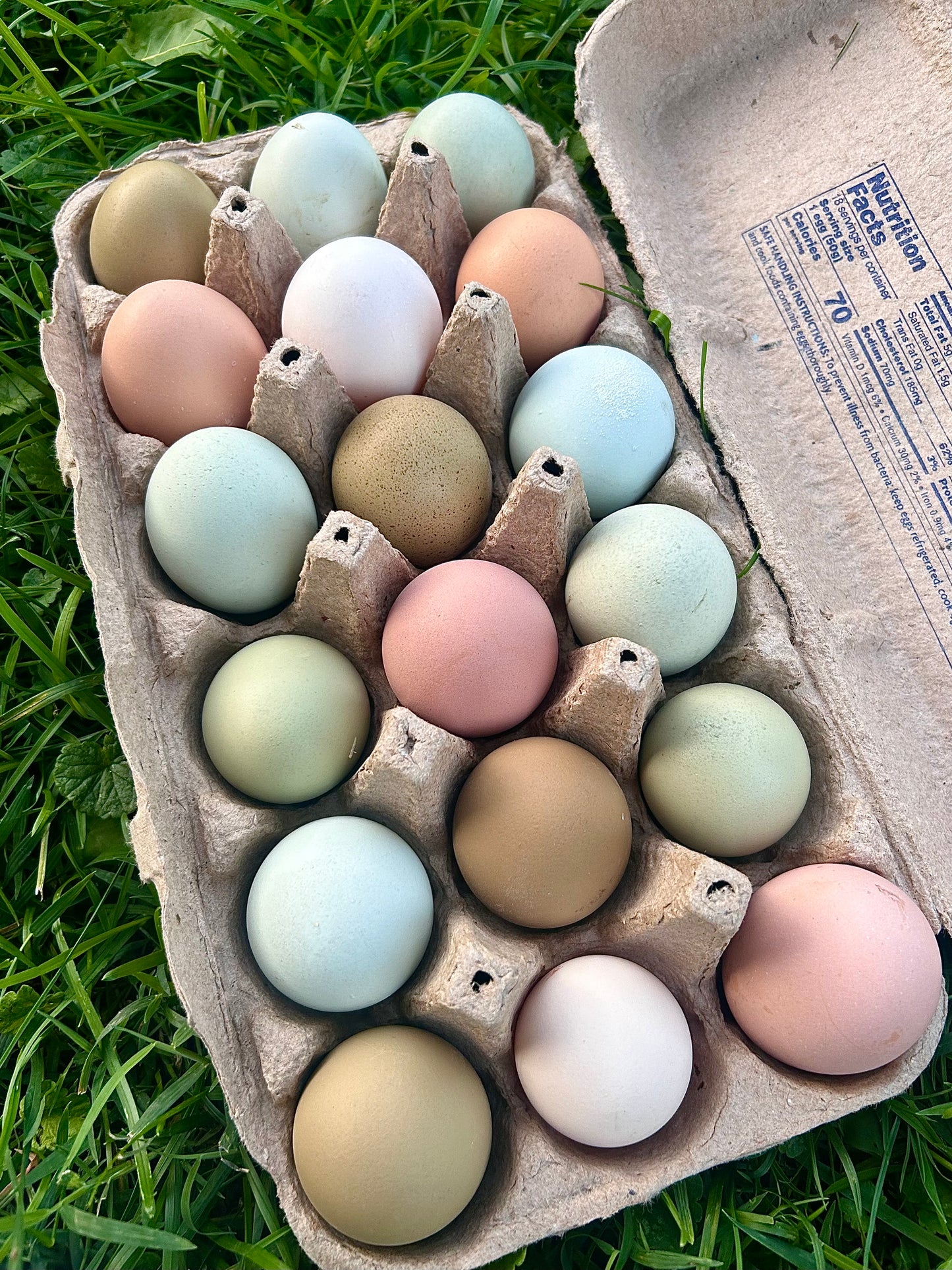 One Dozen Rainbow Hen’s Choice Hatching Eggs