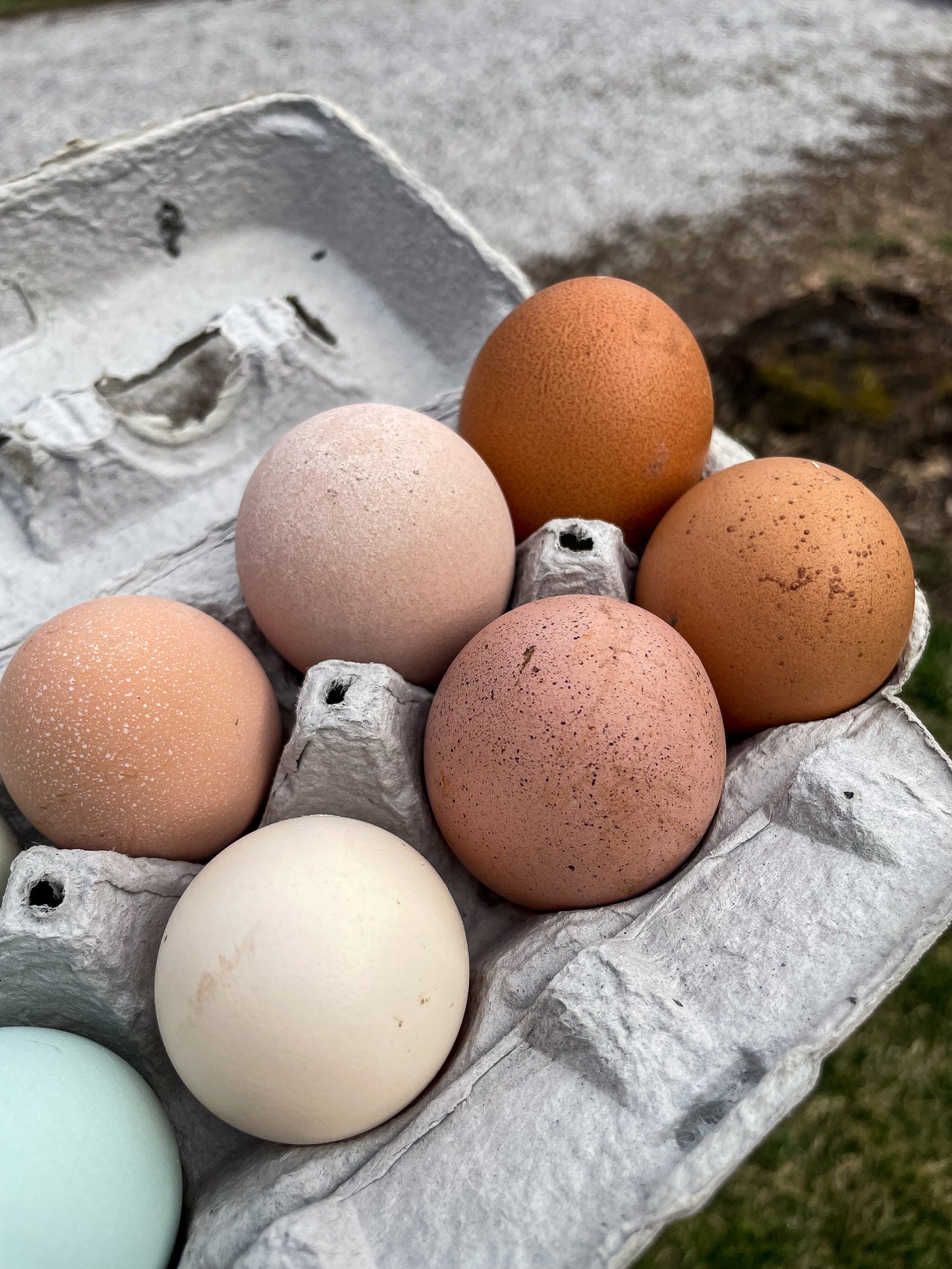 Half Dozen Rainbow Hatching Eggs| Hen's choice