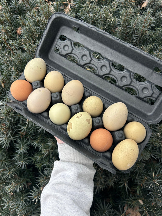 Olive Egger Hatching Eggs – Half Dozen (6) - PREORDER
