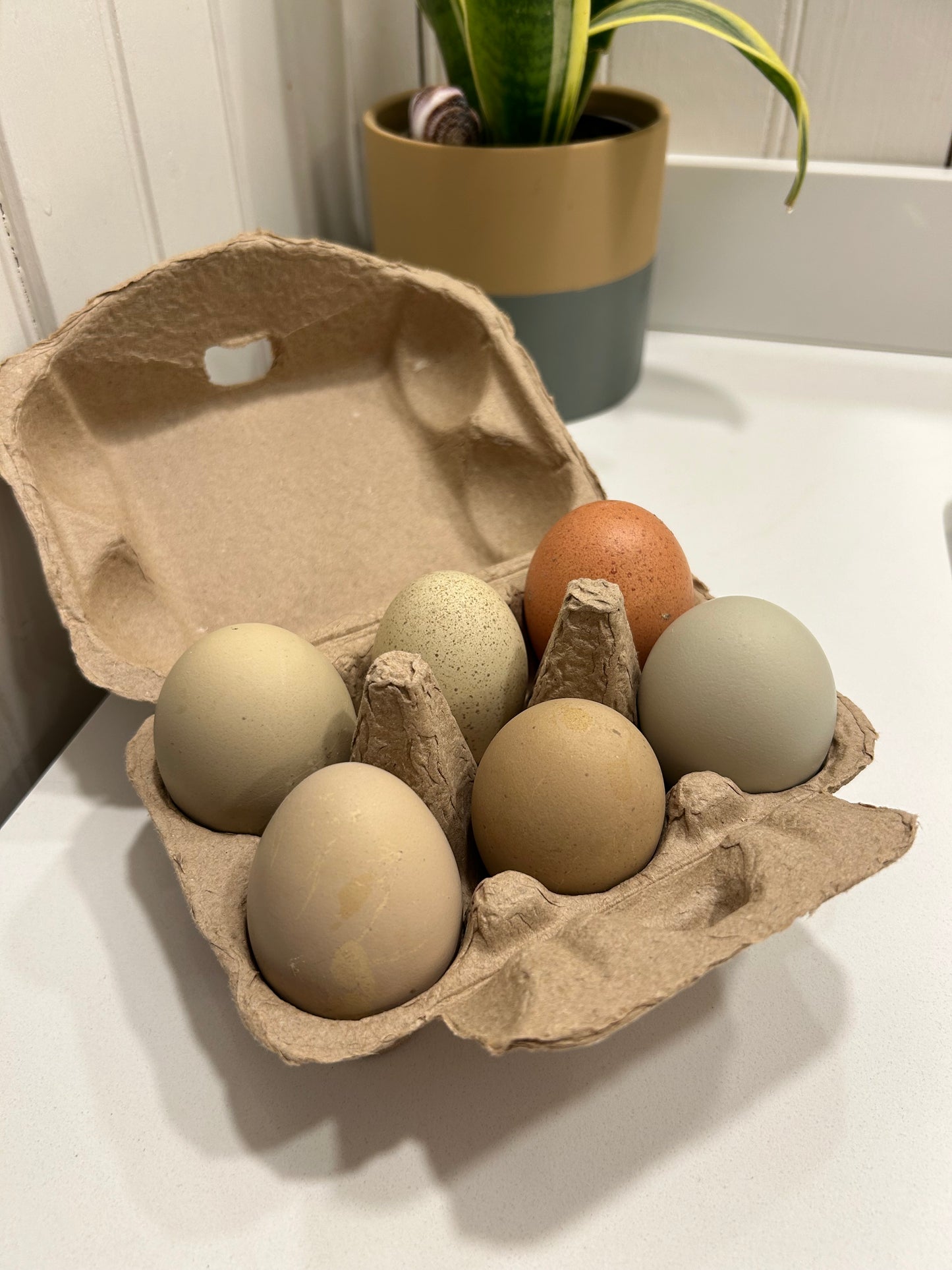 Olive Egger Hatching Eggs – Half Dozen (6)