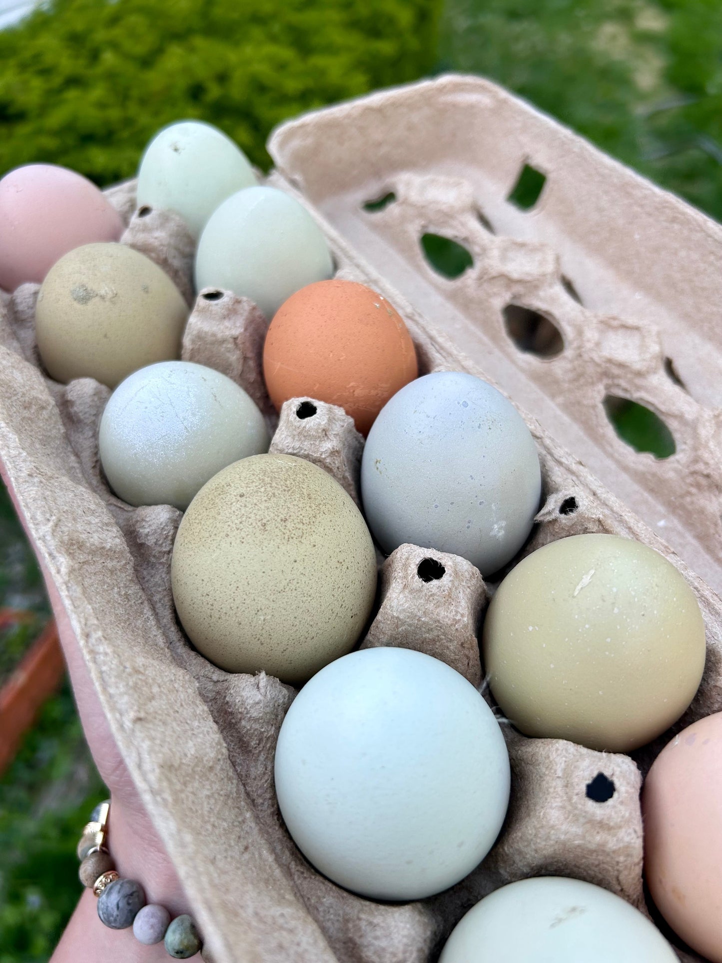 One Dozen Rainbow Hen’s Choice Hatching Eggs