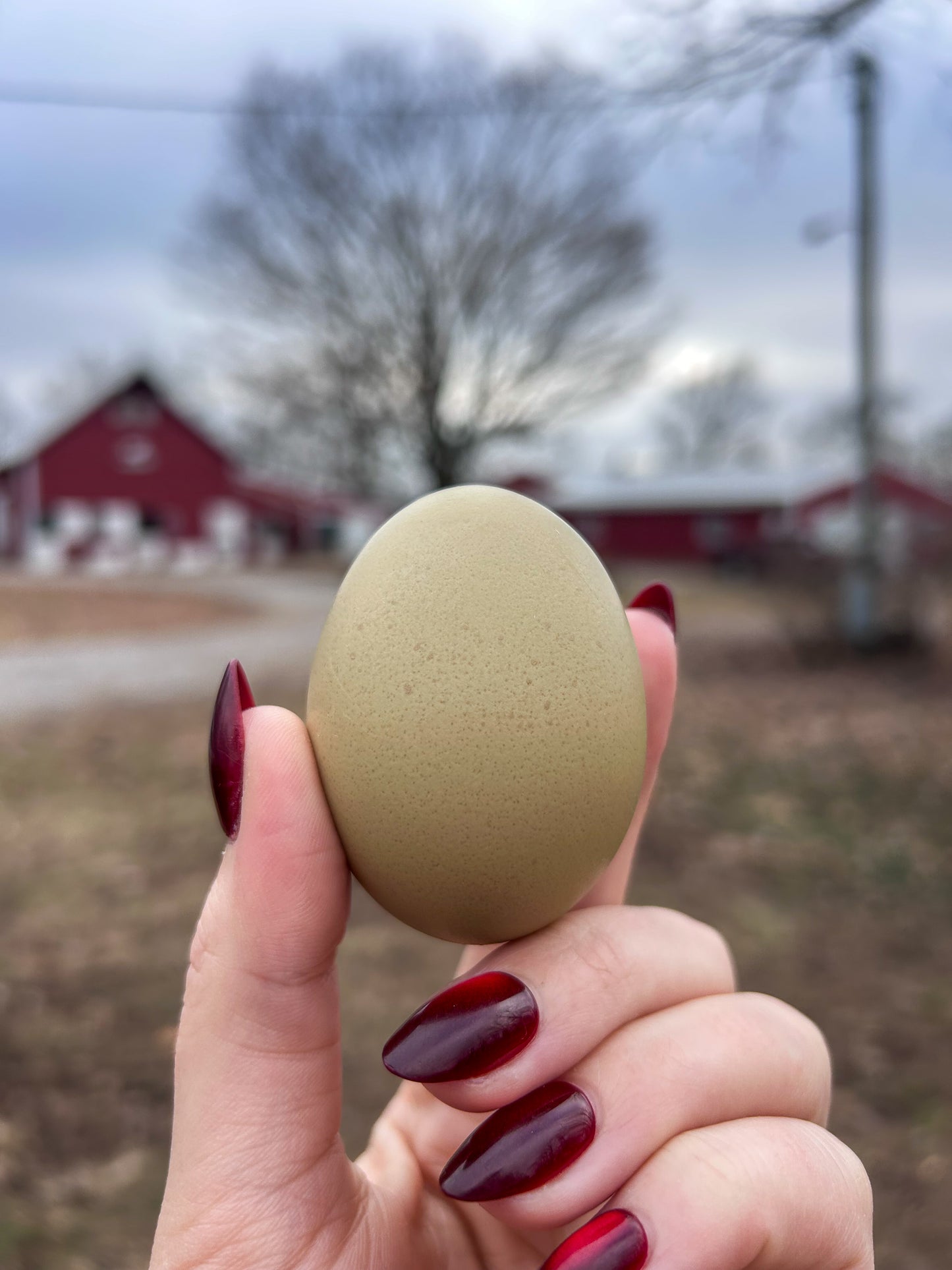 Olive Egger Hatching Eggs – Half Dozen (6)