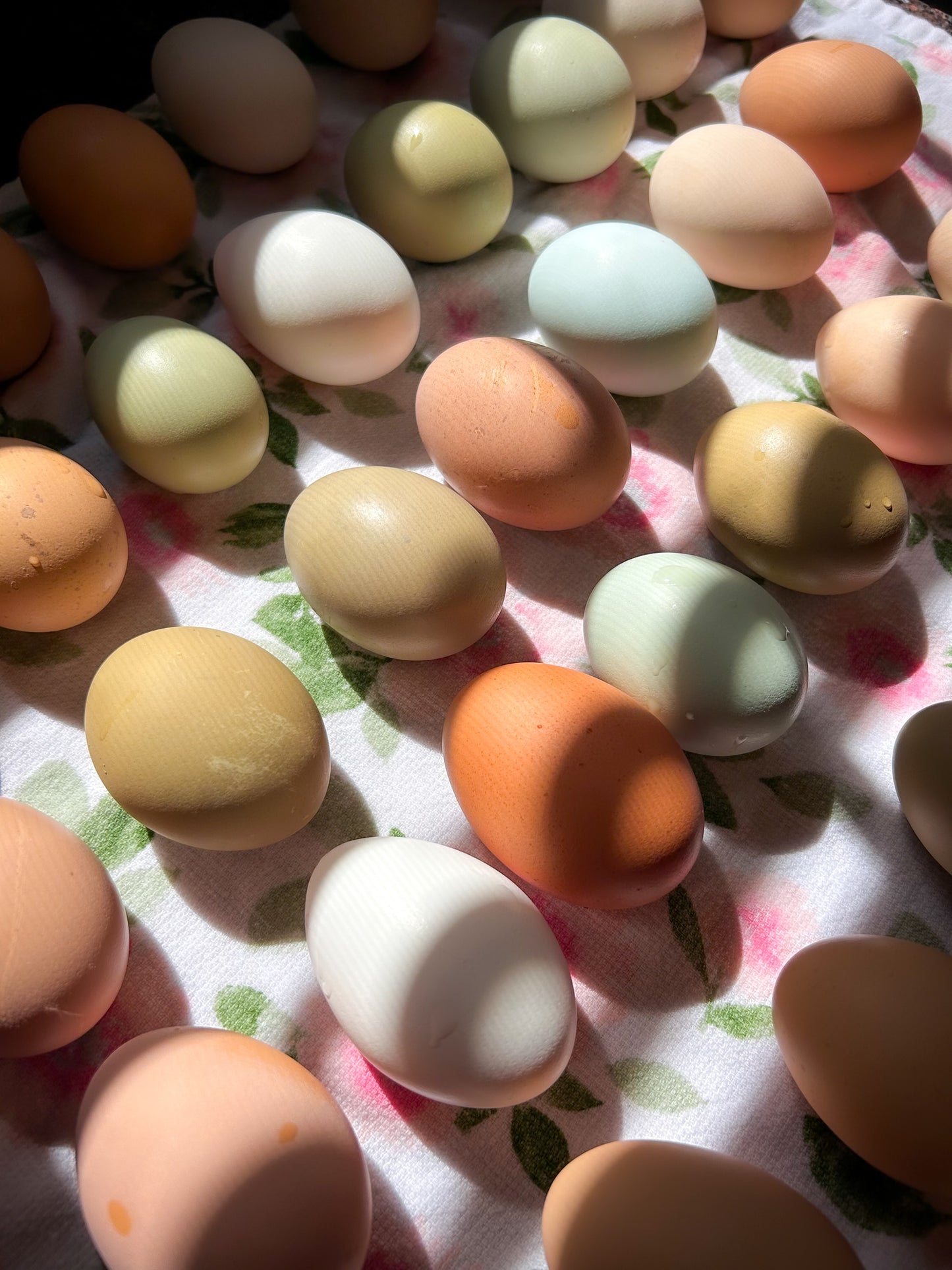 One Dozen Rainbow Hen’s Choice Hatching Eggs