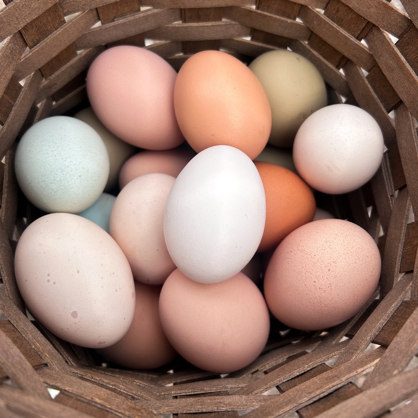 One Dozen Rainbow Hen’s Choice Hatching Eggs