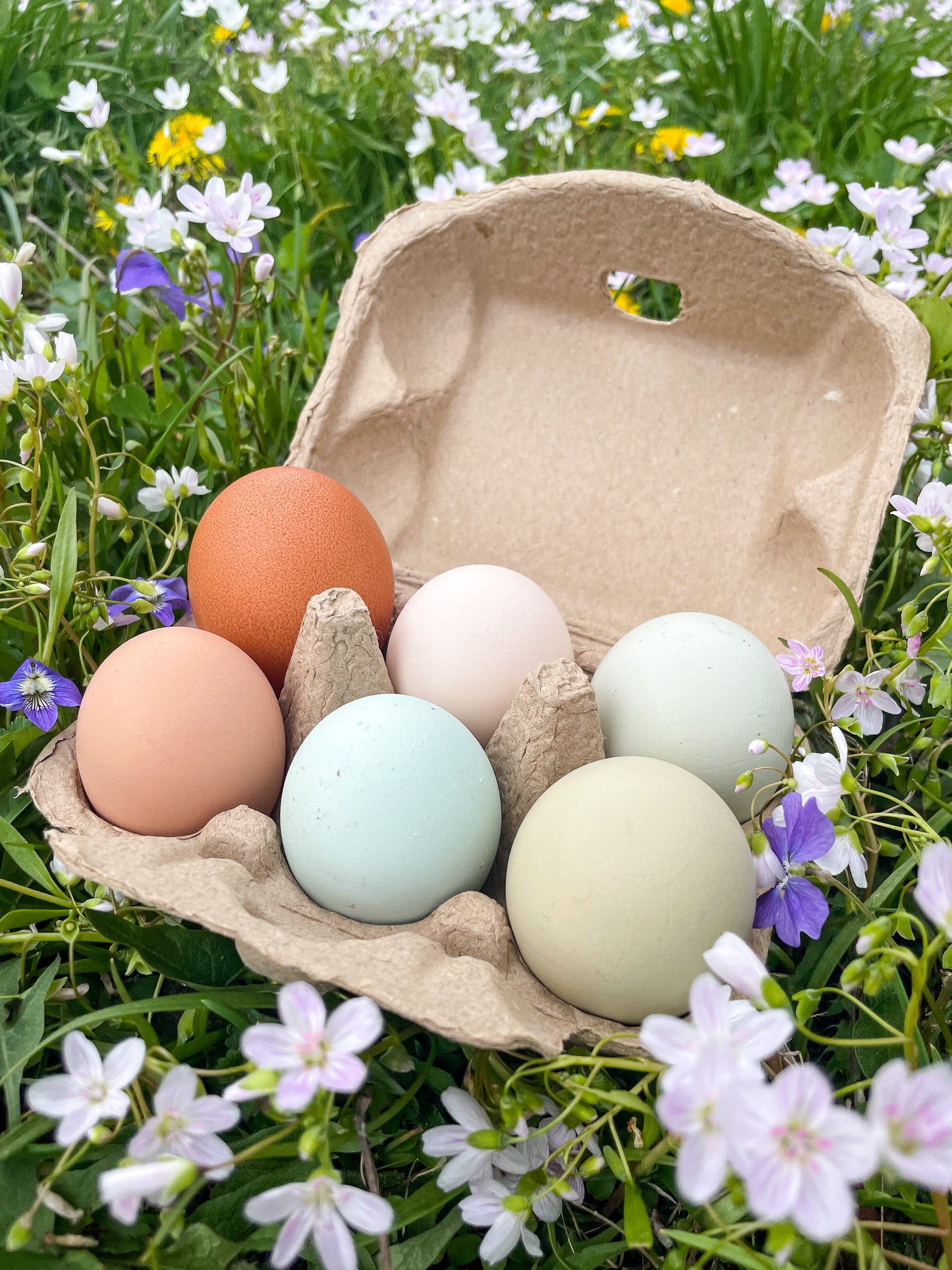 Half Dozen Rainbow Hen’s Choice Hatching Eggs (6)