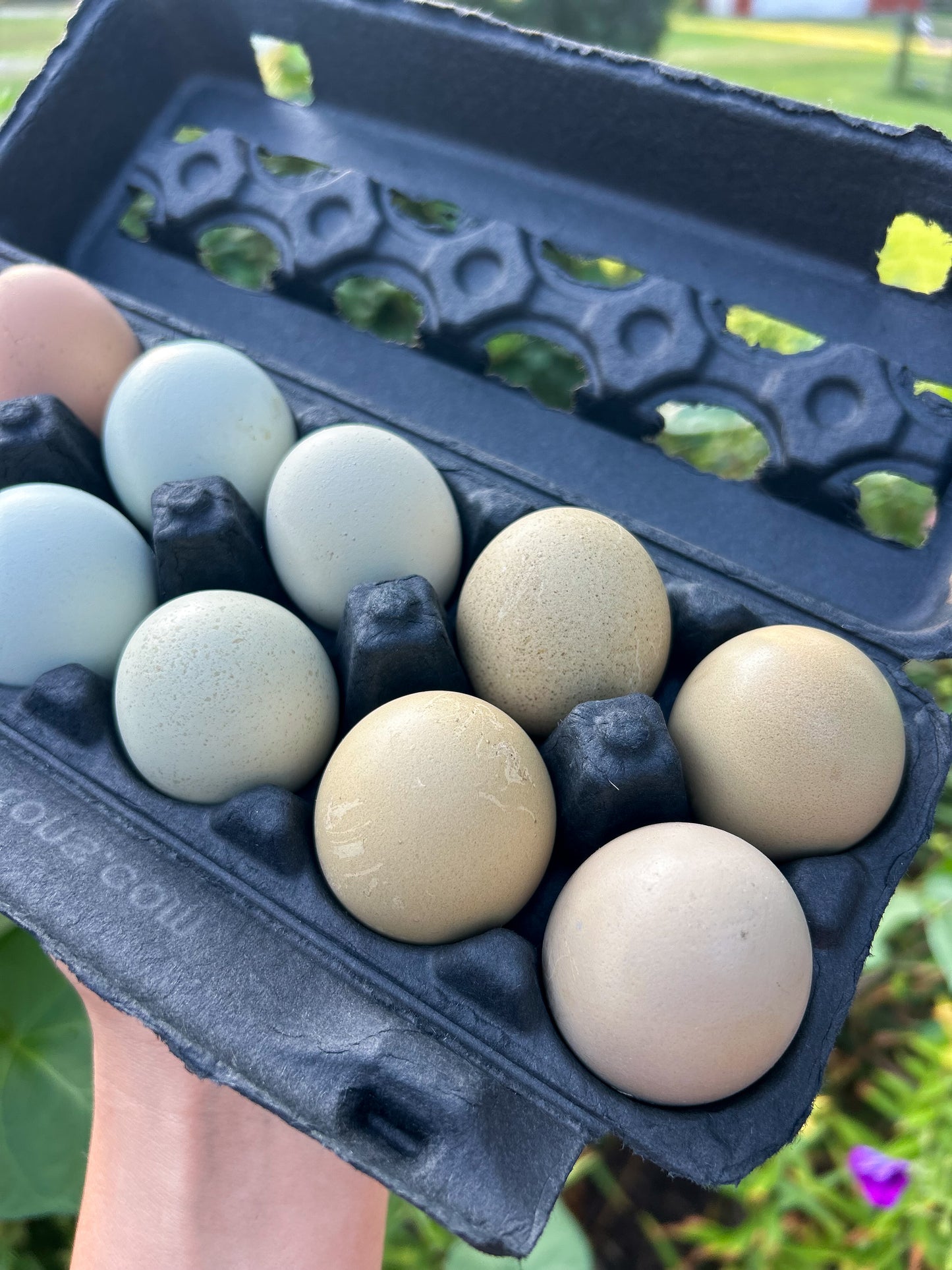 Half Dozen Rainbow Hen’s Choice Hatching Eggs (6)