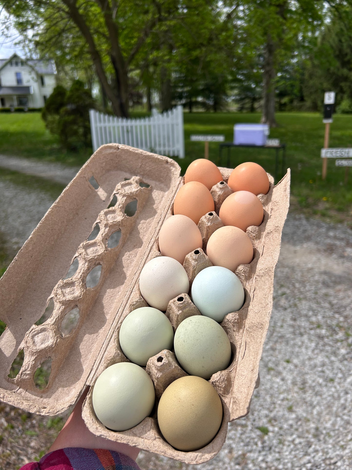 One Dozen Rainbow Hen’s Choice Hatching Eggs