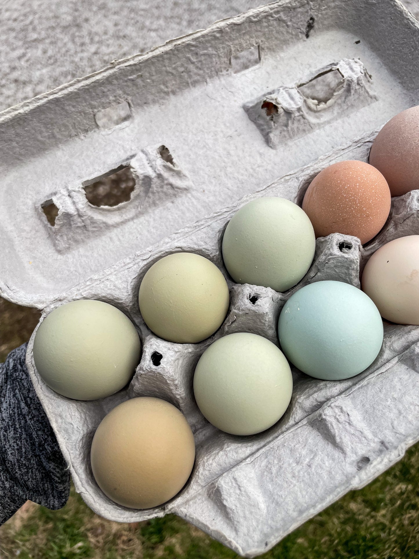 Half Dozen Rainbow Hatching Eggs| Hen's choice