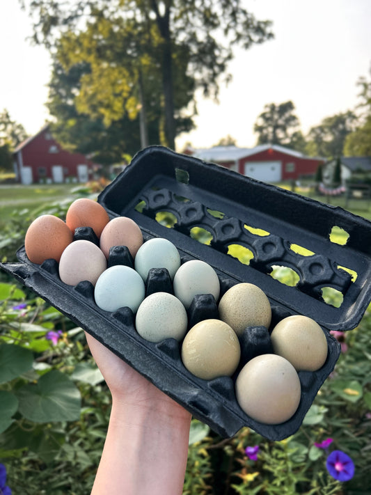 One Dozen Rainbow Hen’s Choice Hatching Eggs – PREORDER