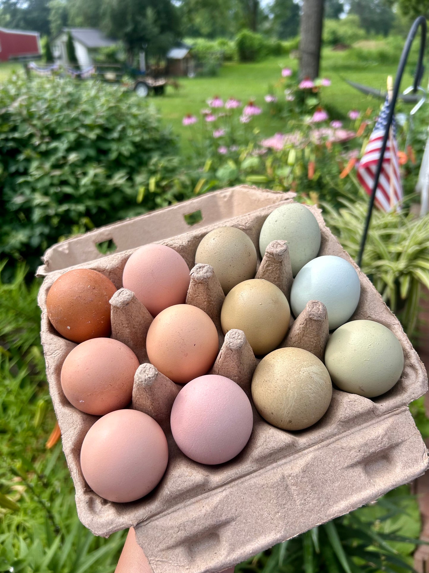 One Dozen Rainbow Hen’s Choice Hatching Eggs