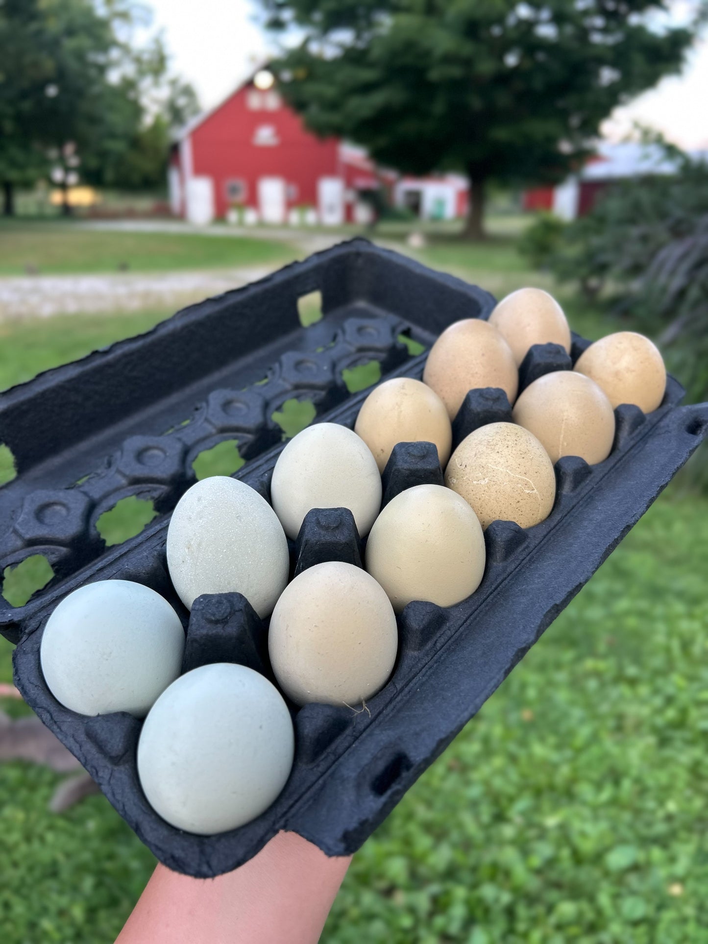 Olive Egger Hatching Eggs – Half Dozen (6)