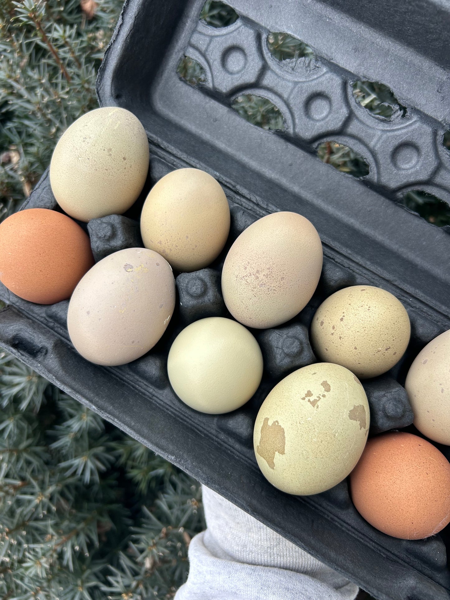 Olive Egger Hatching Eggs – Half Dozen (6)