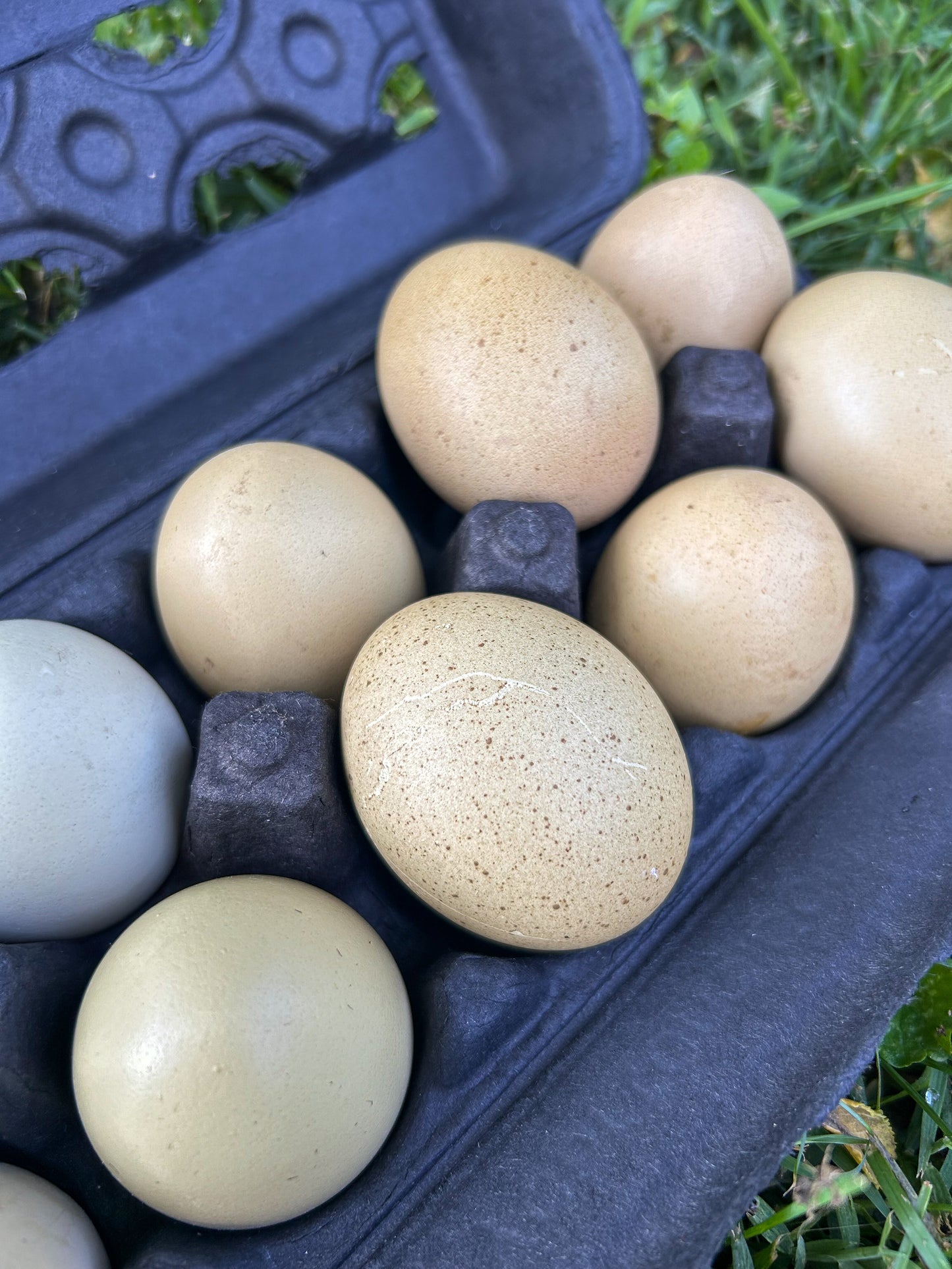 Olive Egger Hatching Eggs – Half Dozen (6)