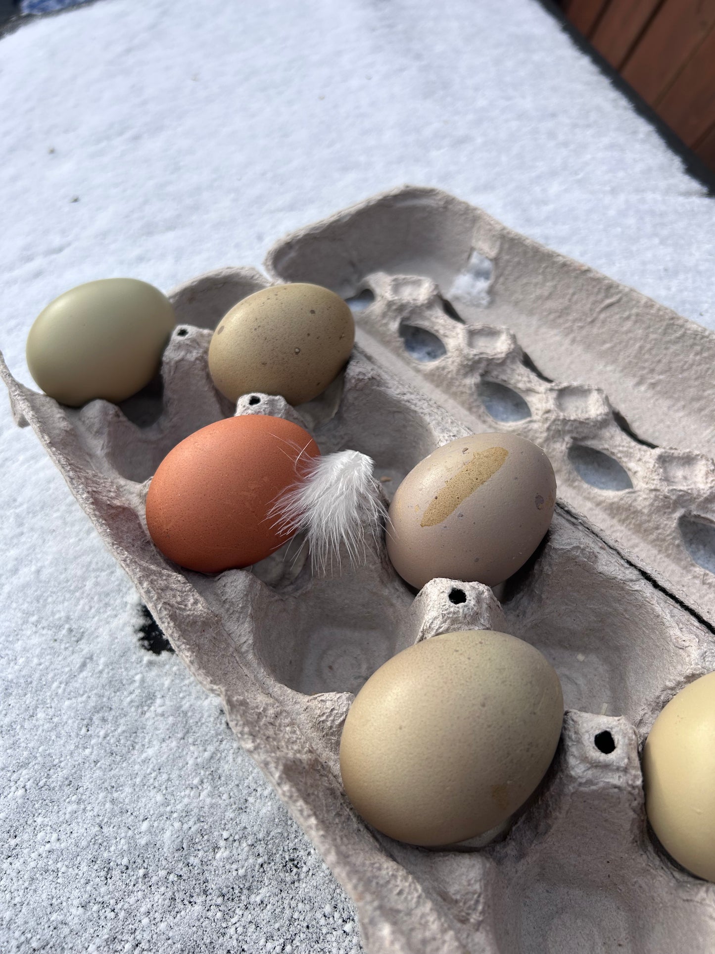 Olive Egger Hatching Eggs – Half Dozen (6)