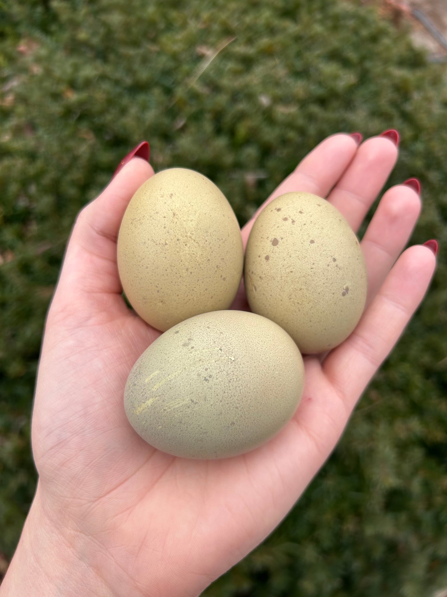 Olive Egger Hatching Eggs – Half Dozen (6)