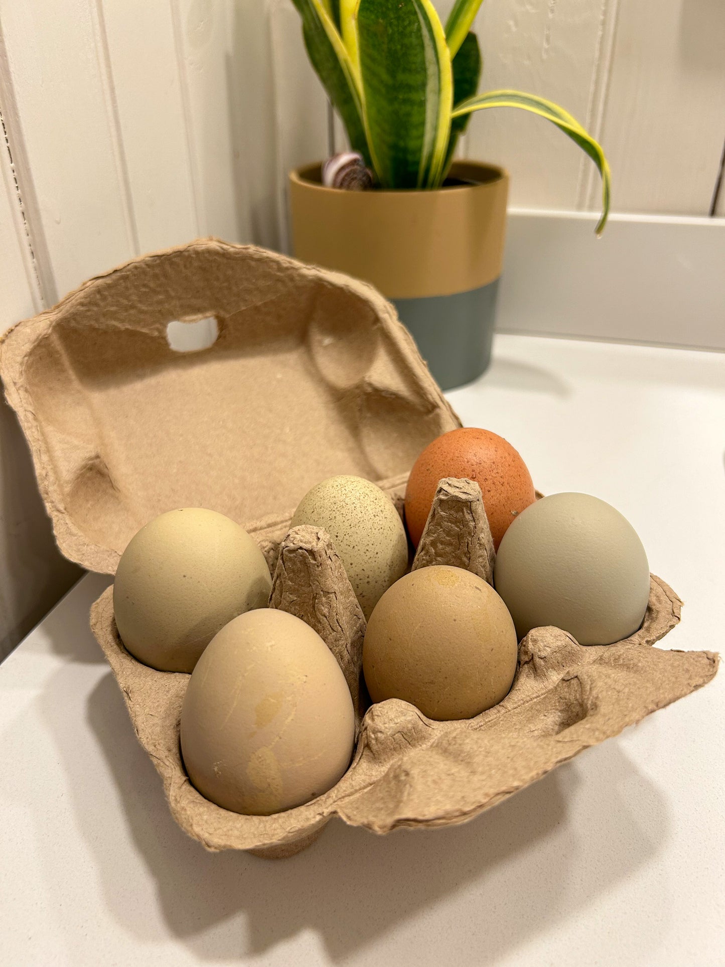 Half Dozen Rainbow Hatching Eggs| Hen's choice