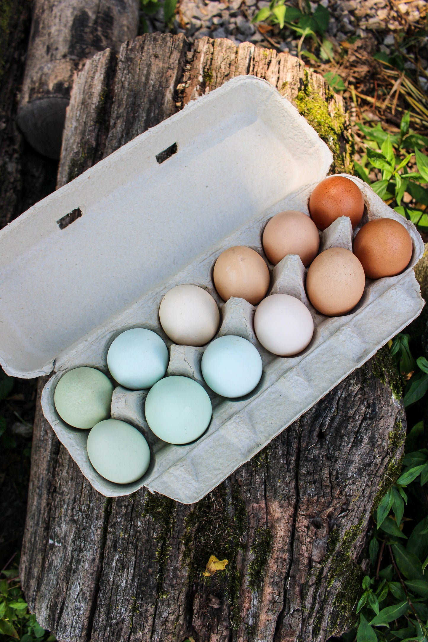 One Dozen Rainbow Fertilized Hatching Eggs