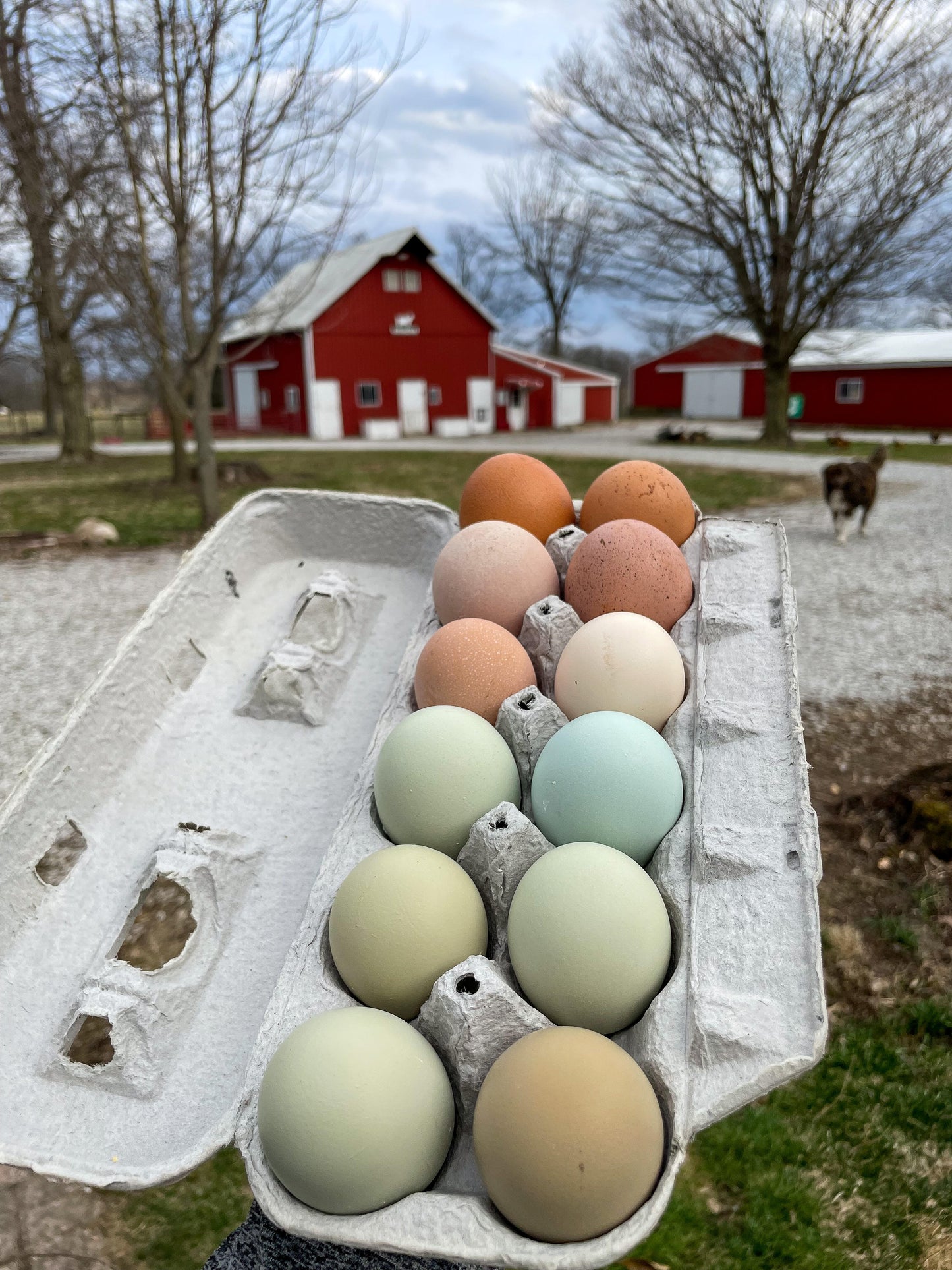 One Dozen Rainbow Fertilized Hatching Eggs